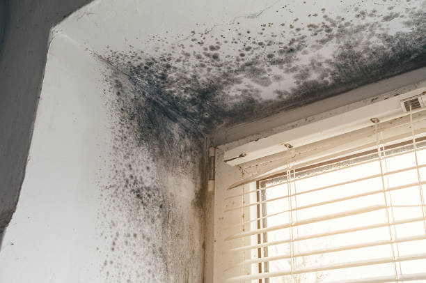 Affordable Mold Remediation solutions in Williamston, MI